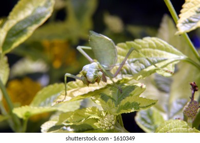 Praying Mantis (Tenodera Aridifolia Sinensis)