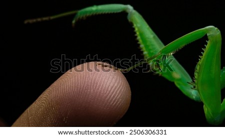 praying mantis touching a fingertip
