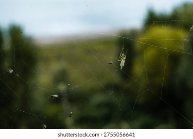 Praying mantis trapped in spider web in natural environment