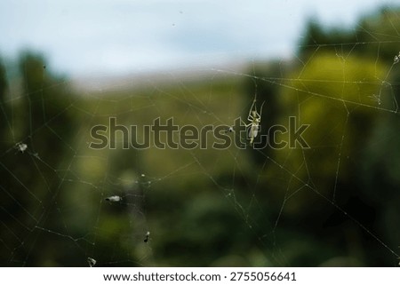 Praying mantis trapped in spider web in natural environment