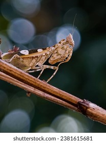 Praying Mantis is a type of grasshopper with a unique body and front legs