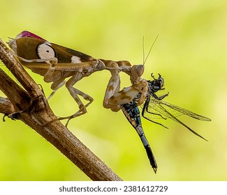 The Praying Mantis is a unique looking insect and it is a cannibal in addition to eating other insects