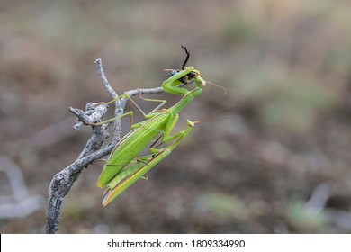 Praying Mantis While Mating And Eating