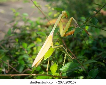 Praying Mantises are an order (Mantodea) of insects that contains over 2,400 species in about 460 genera in 33 families - Shutterstock ID 2078209159