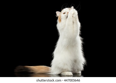 cats praying