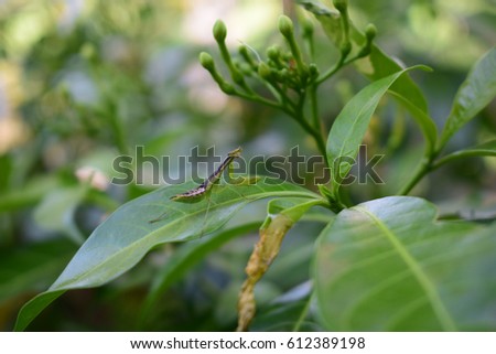 prayingmantis