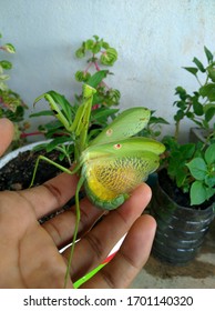 a prayingmantis in defensive position
