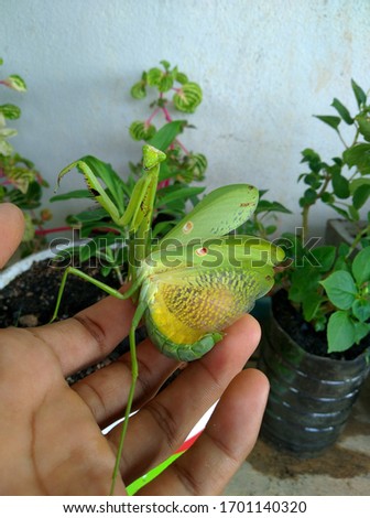 a prayingmantis in defensive position