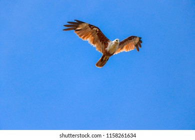 a preadator eagle on the sky