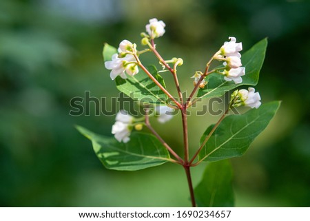 preading dogbane flowers, apocynum androsaemifolium