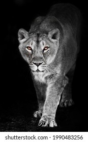 A precarious lioness emerges from the darkness of the night in the translucent light of the moon that promises her coarse ebony orange eyes shine looking at you