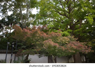 The Precincts Of Kotoku-in In Kamakura