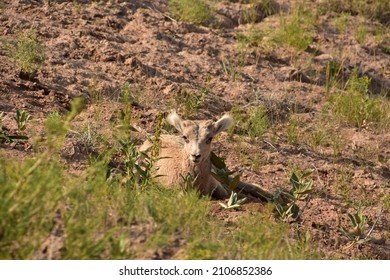 Precious Baby Bighorn Sheep Relaxing In The Heat Of The Day.