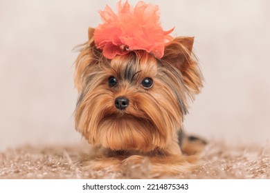 Precious Little Yorkie Dog With Big Red Flower Hat On Head Looking Away While Laying Down On Carpet In Front Of Beige Background