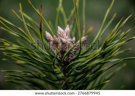 Precise botanical illustration capturing pine bud formations and seasonal vitality in detail