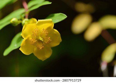 A precise macro shot of a single yellow Hypericum flower, emphasizing its radiant golden stamens against a moody, dark green forest backdrop.
High-quality high-contrast botanical stock photo of a yellow flower, ideal for educational media, gardening guides, and vibrant nature layouts.