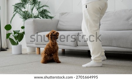 precise obedience demonstration by small poodle in cozy living room environment