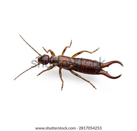 Precise side view of a brown earwig insect with prominent pincers isolated on solid white for graphic design projects