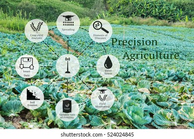 Precision Agriculture and Agritech concept. Sensor uses in Agriculture technology network with message against agricultural field background.