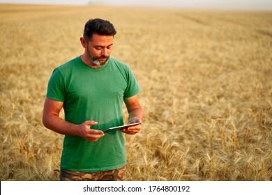 Precision Farming. Farmer Holding Tablet Pc, Using Online Data Management Software At Wheat Field. Agronomist Working With Touch Computer Screen, Control, Analyse Agriculture Business. Innovative Tech