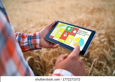 Precision farming. Farmer holds tablet using online data management software with maps, charts at wheat field. Agronomist working with touch computer screen to control and analyse agriculture business
