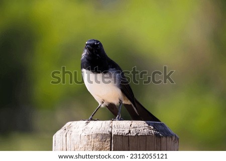 Precociously chirpy little adult Australian willie wagtail in smart black and white plumage perching on a wooden pole after eating a dragonfly insect flying past which makes a quick meal.