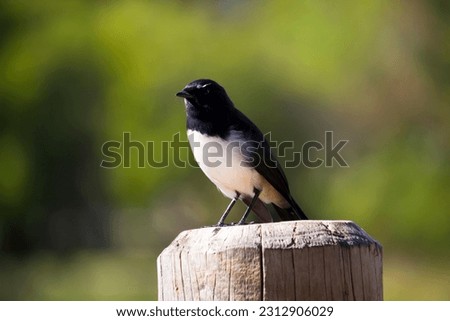 Precociously chirpy little adult Australian willie wagtail in smart black and white plumage perching on a wooden pole after eating a dragonfly insect flying past which makes a quick meal.