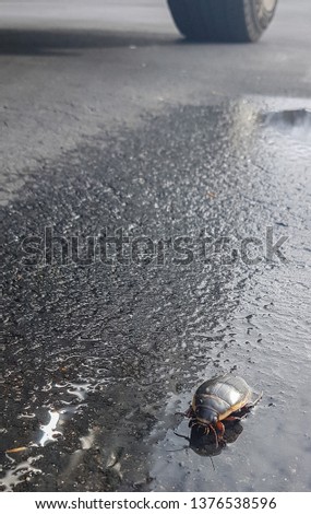 Predaceous diving beetle 