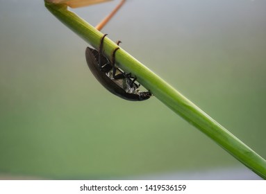 Predacious diving beetle, Colymbetes densus, Central Balkans