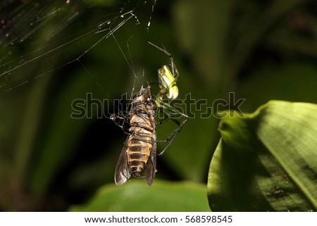 predacious spider