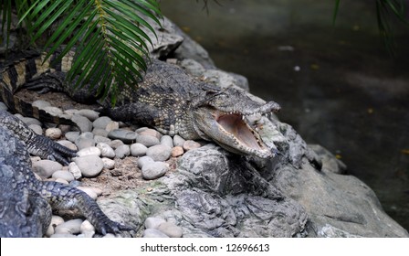 Predator