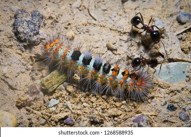 Predator ants macro closeup life scene