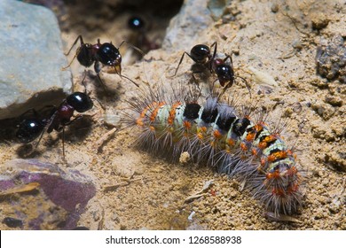 Predator ants macro closeup life scene