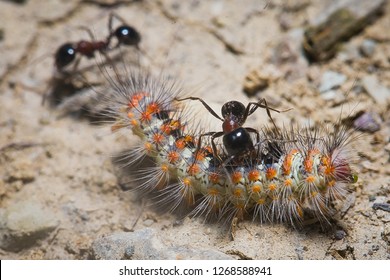 Predator ants macro closeup life scene