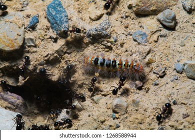 Predator ants macro closeup life scene