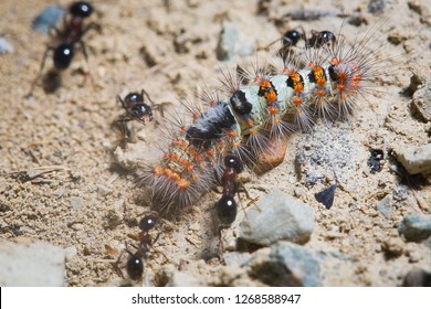 Predator ants macro closeup life scene