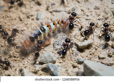 Predator ants macro closeup life scene