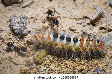 Predator ants macro closeup life scene