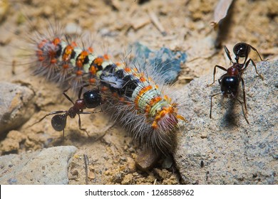 Predator ants macro closeup life scene