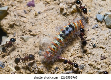 Predator ants macro closeup life scene
