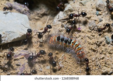 Predator ants macro closeup life scene