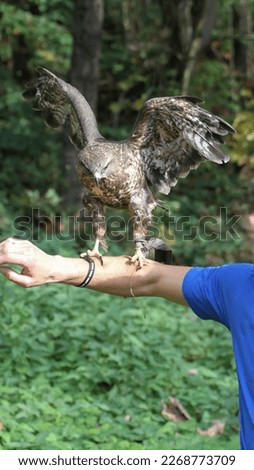 predator, bird hawk on the hand of a man against the backdrop of wildlife
