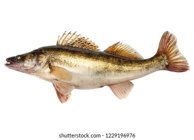 Predator Fish. Fresh Zander or Pike Perch Fish, isolated on a white background. Close-up.