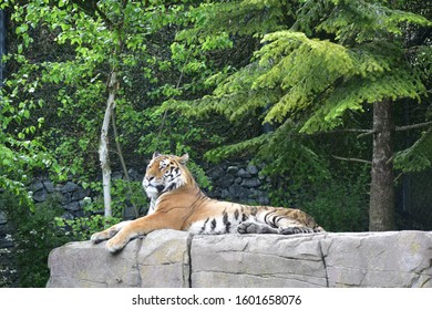 The predator on the rock