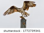 A predator and its prey; an Osprey (Seahawk) and his lunch.