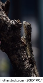 predator still in the tree