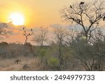 Predator Vultures and Hyena at sunset in South Africa