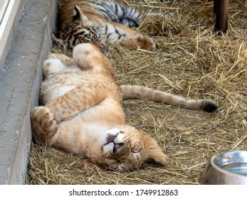 Predators. A lion cub and a tiger cub sleep after playing in their enclosure. - Powered by Shutterstock