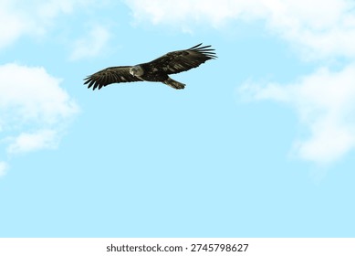 Predators Vision The Sky Reflected in an Eagle’s Eye