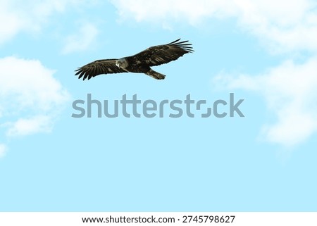 Predators Vision The Sky Reflected in an Eagle’s Eye